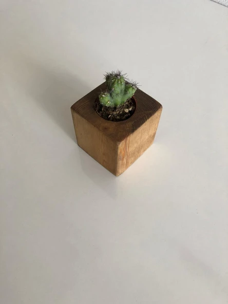 Kahverengi Doğal Ahşap Küp Kaktüs Saksısı ve Canlı Kaktüs
