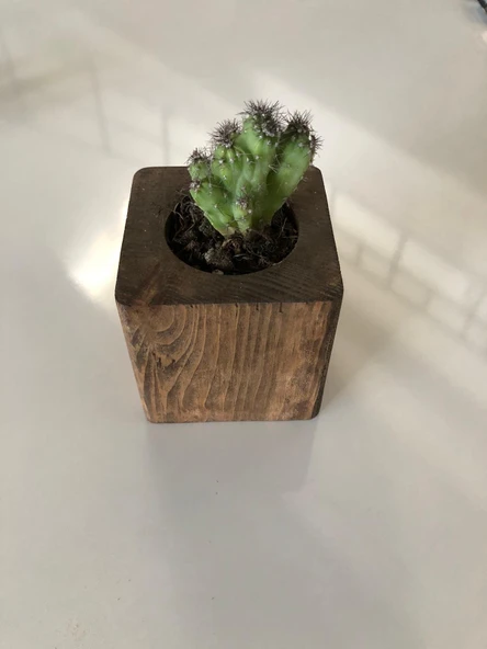 Kahverengi Doğal Ahşap Küp Kaktüs Saksısı - 3