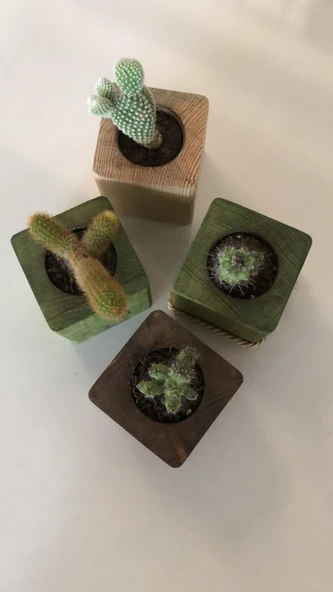 Doğal Ahşap Küp Kaktüs Saksısı Renkli 4 lü Kombin - 2