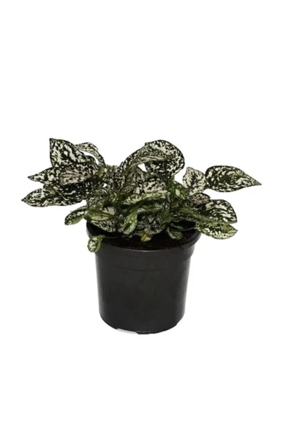 Hypoestes Phyllostachya Hostes Çiçeği Çilli Beyaz Benek 10-20 cm