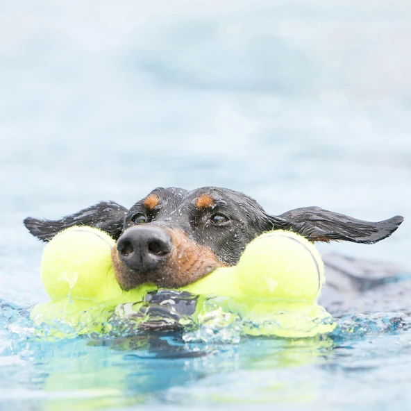 Kong AirDog Kemik Şeklinde Sesli Köpek Oyuncağı M - 2