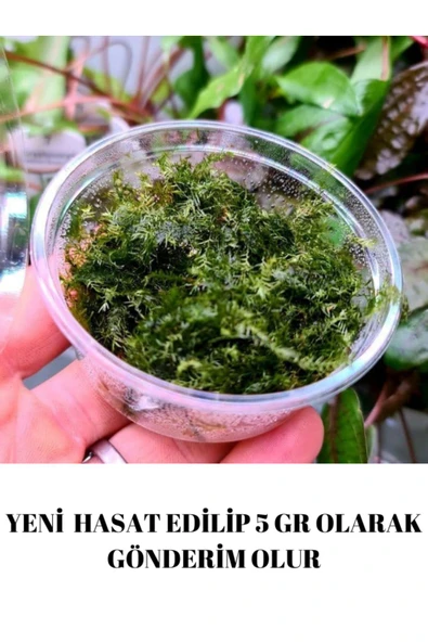 Fissidens Moss 5 GR Cup Özel Tür En Kolay Akvaryum Bitkisi Canlı Bitki