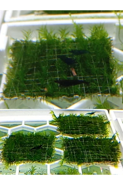 Fissidens Moss 5 GR Cup Özel Tür En Kolay Akvaryum Bitkisi Canlı Bitki - 2