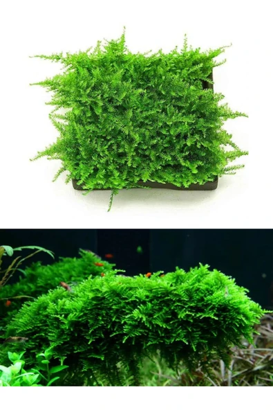 Mini Christmas Moss 5 X 5 TELE YENİ SARIM 1 ADET