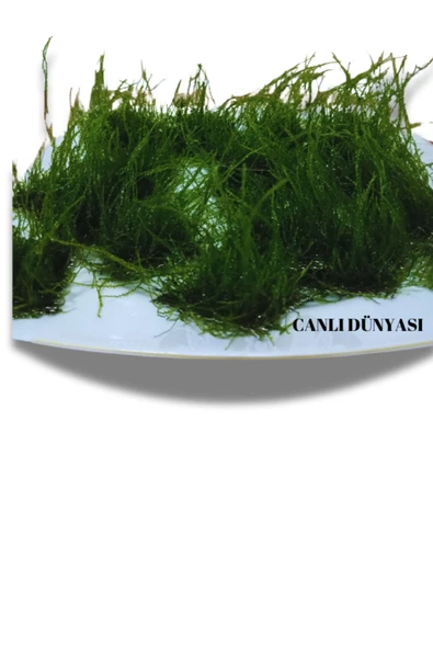 Anchor Moss Akvaryum Bitkisi Yeni sarım 5x5 Tele Sarılı 1 Adet - 5
