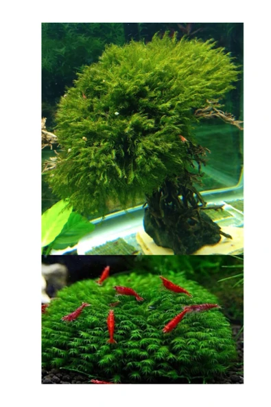 Fissidens Moss 5 X 5 Yeni Tele Sarım 1 Adet - 3