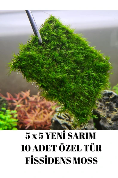 FİSSİDENS MOSS 5 X 5 YENİ TELE SARIM 10 ADET