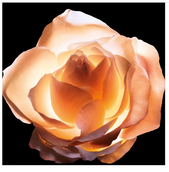 Dior Prestige - Yaşlanma Karşıtı Krem 50 ml - 4
