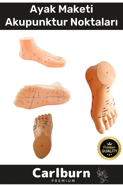Özel Üretim Kaliteli İnsan Anatomisine Uyumlu Muayene Maket 20Cm Ayak Maketi Akupunktur Noktası