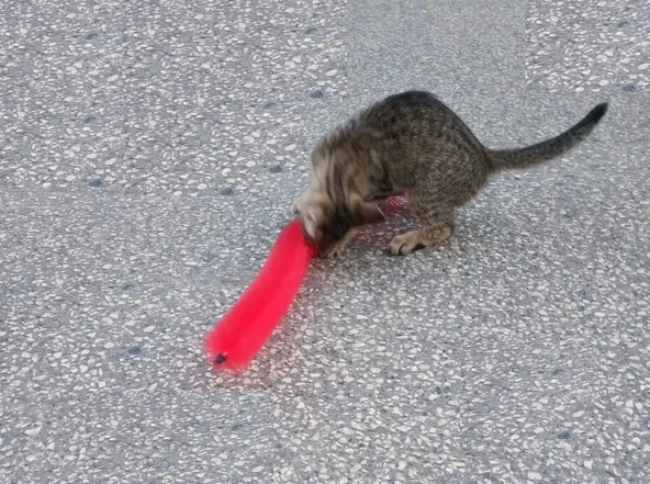 Kedi Tırmalama Fırçası - Kedi Oyuncağı - 3