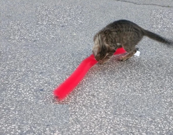 Kedi Tırmalama Fırçası - Kedi Oyuncağı - 4