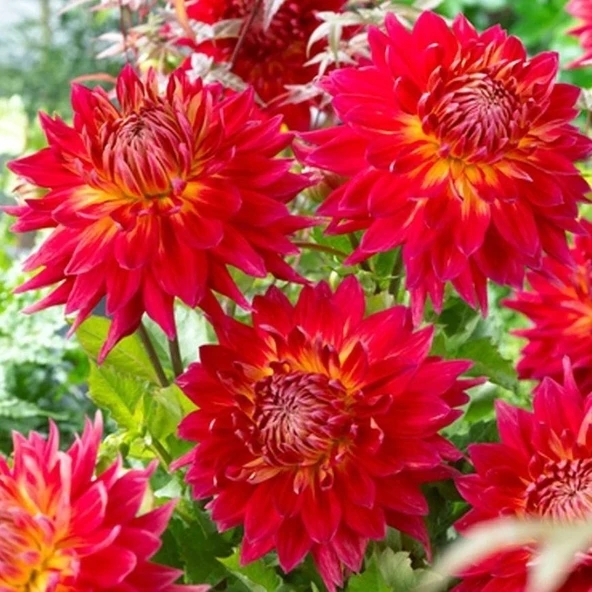 Aynı Sene Çiçek Açan Dev Çiçekli M. Island Dahlia Yumrusu (1 adet)