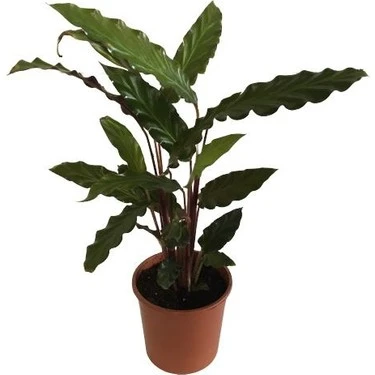 Calathea Rufibarba Wavestar Kalatya Dua Çiçeği Canlı Salon Bitkisi 20 - 30 Cm