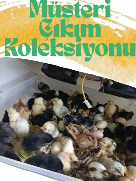 Kaz Kuluçka | 130 Yumurtalık Tam Otomatik Kuluçka Makinesi, 5 Programlı - 7