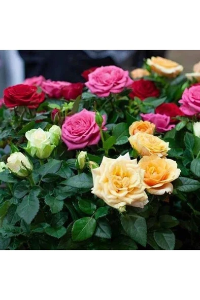 Yediveren Kokulu Karışık  Gül Fidanı Paketi 5 Adet 10-20 cm
