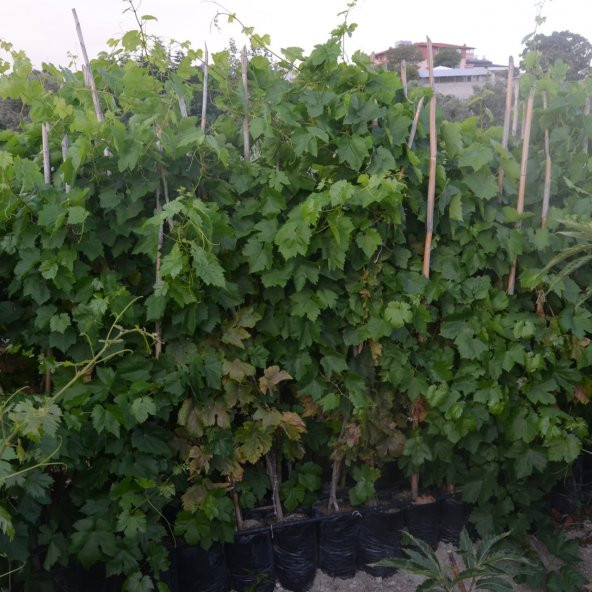 TÜPLÜ K -7 SOFRALIK ÜZÜM FİDANI YAŞ 2 - Resim 2