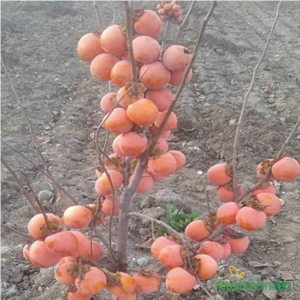 TÜPLÜ AŞILI TRABZON HURMASI ROJO BRİLLANTE FİDANI