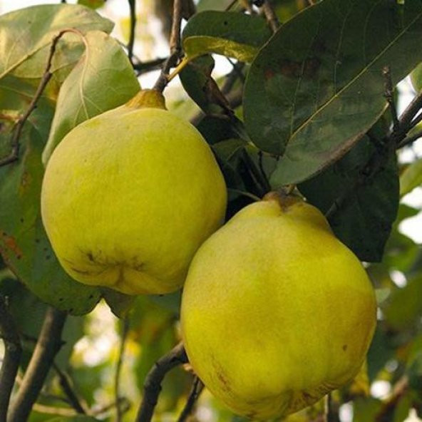 TÜPLÜ AŞILI LİMON AYVA FİDANI