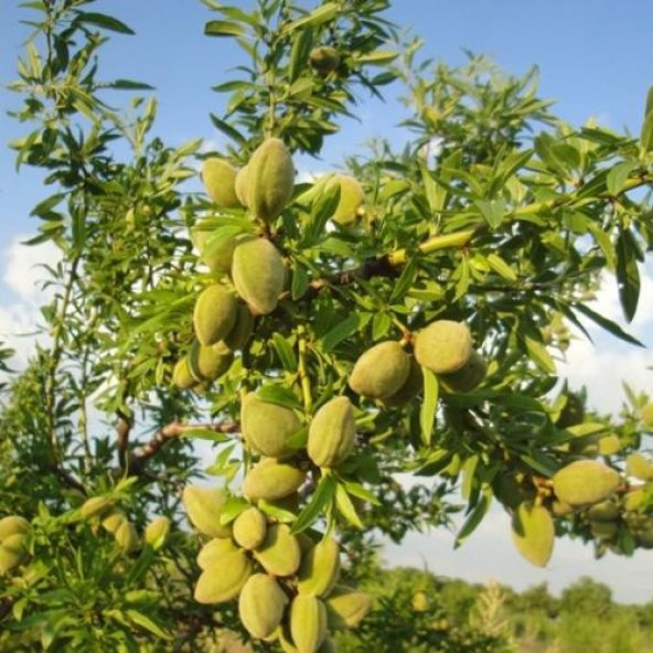 TÜPLÜ KENDİNDEN VERİMLİ BERTİNA BADEM FİDANI YAŞ 2 BOY 80-100CM