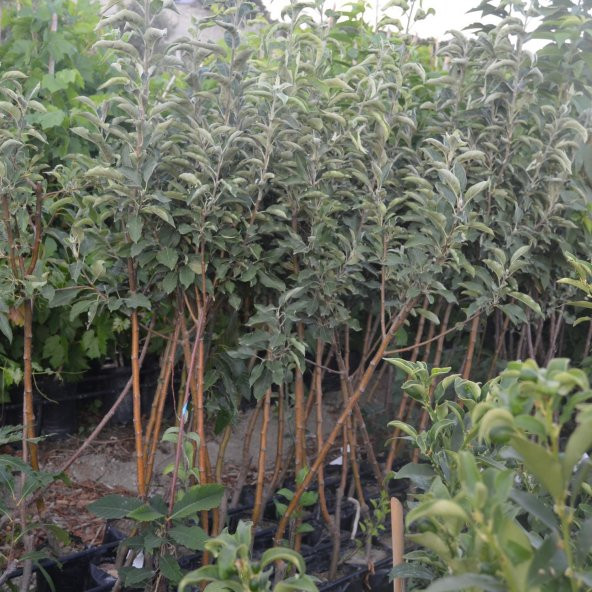 TÜPLÜ AŞILI GOLDEN ELMA FİDANI - 2