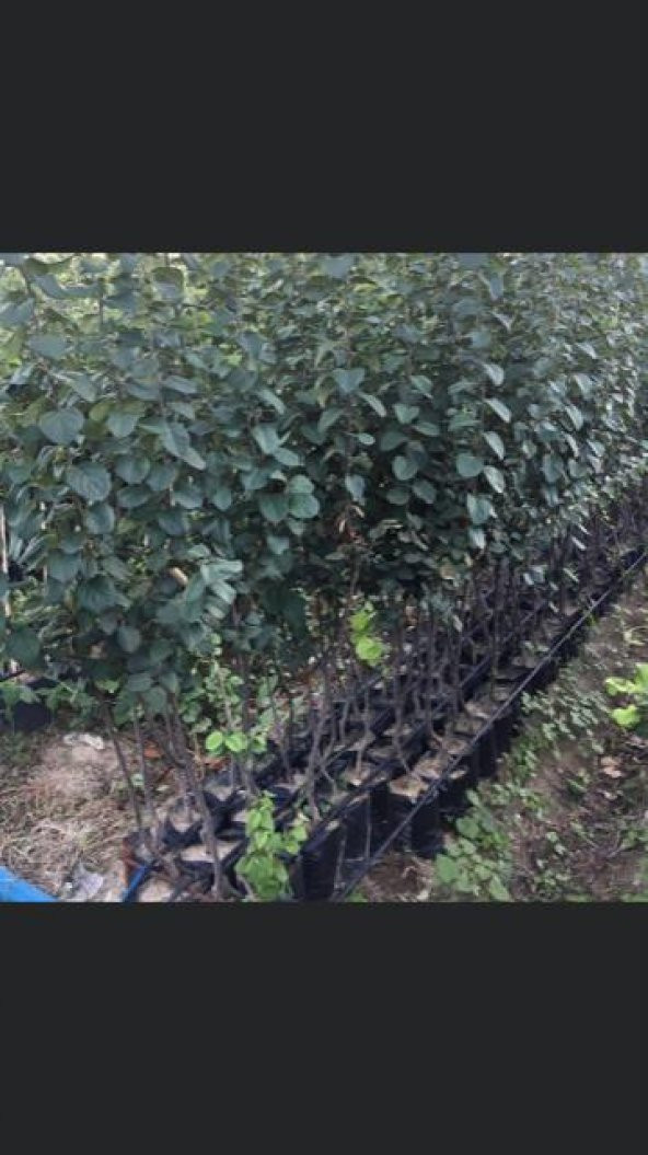 TÜPLÜ AŞILI EKMEK AYVA FİDANI - 2