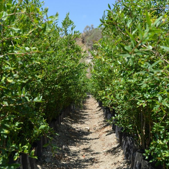 TÜPLÜ KATIRBAŞI NAR FİDANI100-120 CM - 2