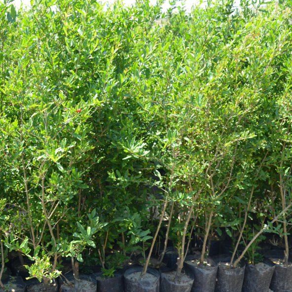 TÜPLÜ HİCAZ NAR FİDAN100-120 CM - 2