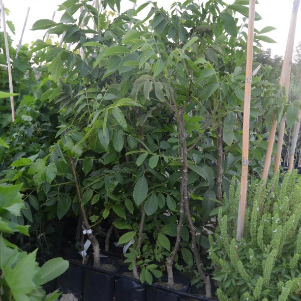 TÜPLÜ AŞILI CHANDLER CEVİZ FİDANI 2 YAŞ - 90-110 CM BOY - 2