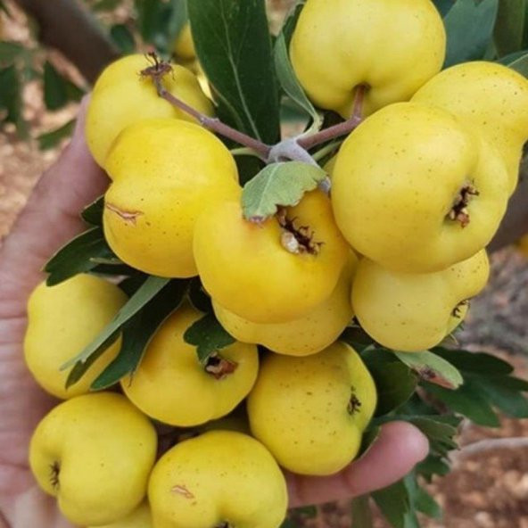 TÜPLÜ AŞILI, İRİ MEYVELİ SARI BELEN ALIÇ FİDANI 100-120 CM