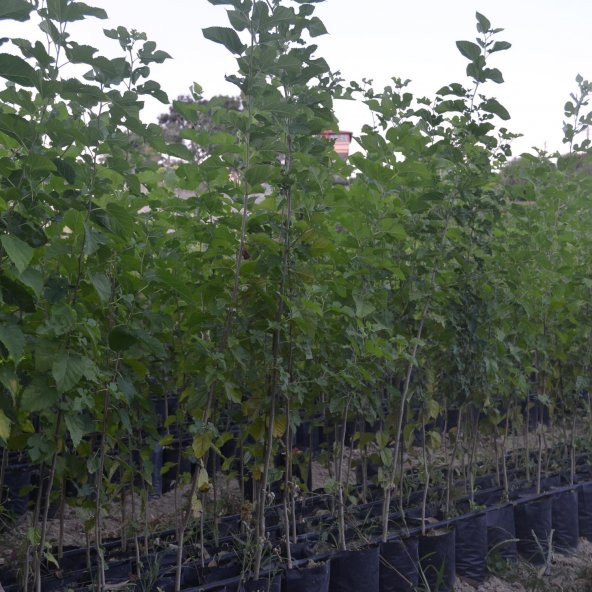 TÜPLÜ GÖLGELİK DUT(MEYVESİZ) ürün görseli