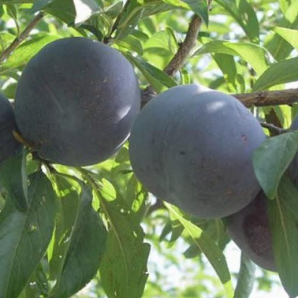 TÜPLÜ AŞILI BLACK DİAMOND JAPON ERİK FİDANI 120-150 cm