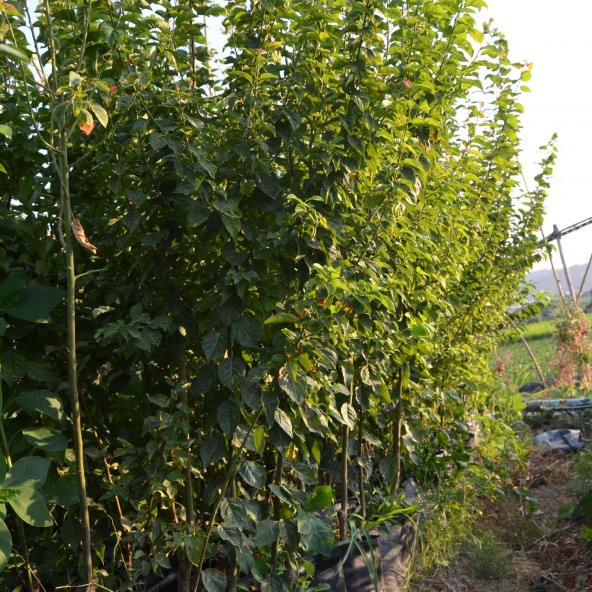 TÜPLÜ AŞILI CAN ERİK FİDANI - Resim 2