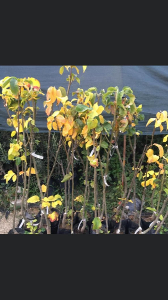 TÜPLÜ AŞILI NASHİ ARMUT (JAPON ARMUDU) FİDANI 2 YAŞ - 90-110 CM BOY - 2