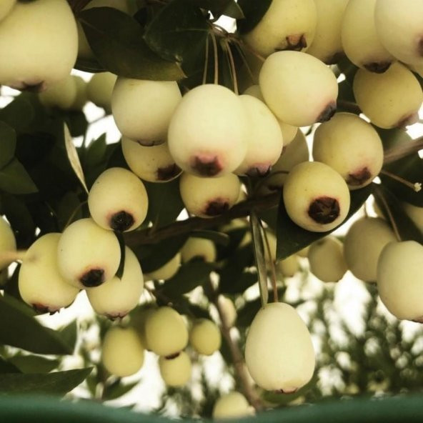 TÜPLÜ MURT( BEYAZ HAMBELES)