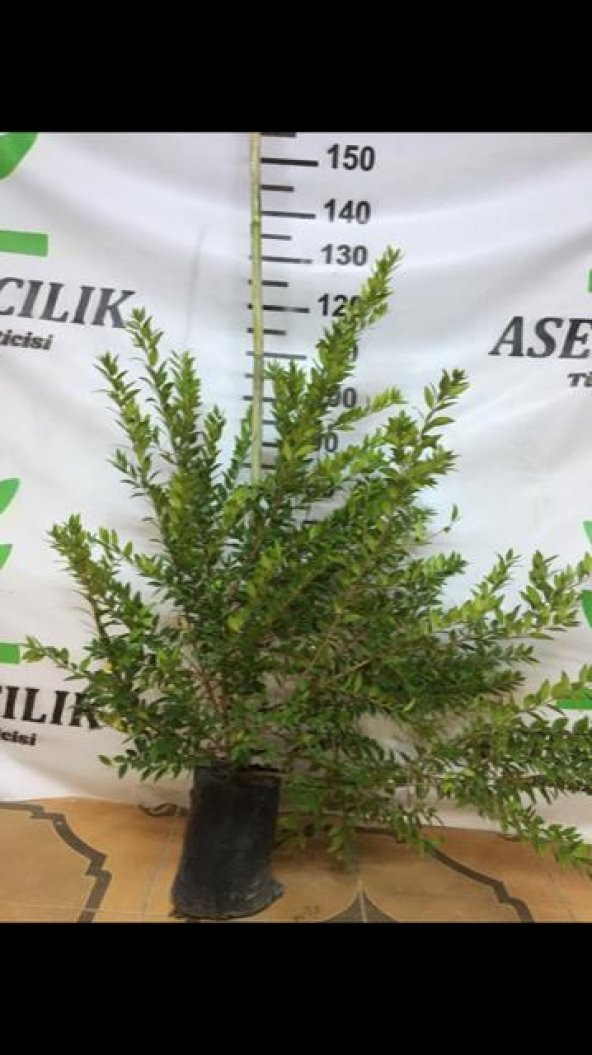 TÜPLÜ MURT( BEYAZ HAMBELES) - 2