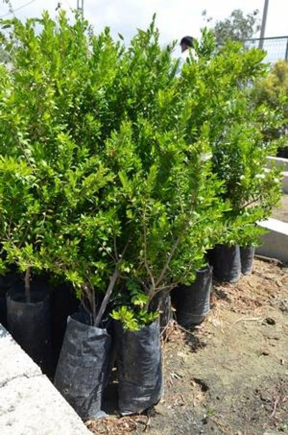 TÜPLÜ MURT( BEYAZ HAMBELES) - 3