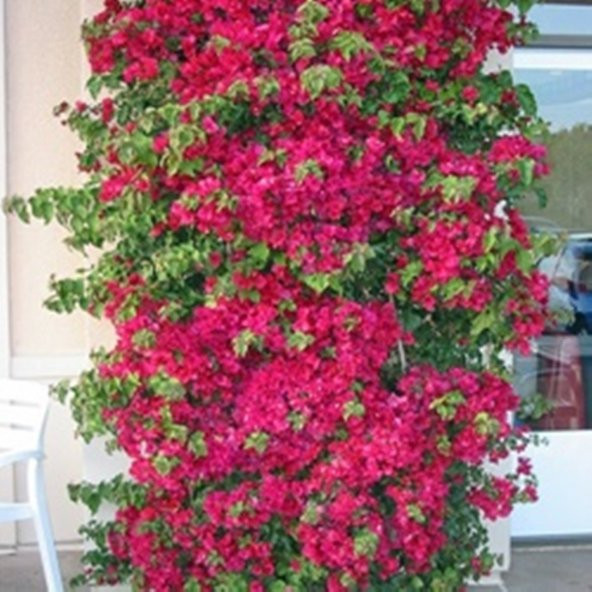 SAKSIDA SARILICI KIRMIZI TIRMANICI BEGONVİL FİDANI YAŞ 2 BOY 100-120