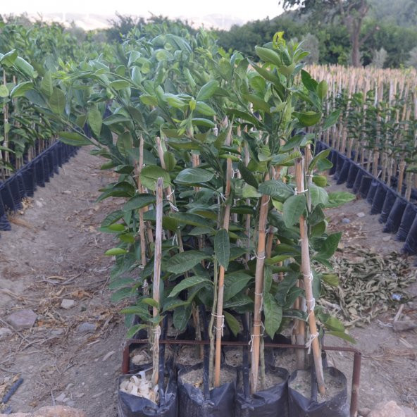 TÜPLÜ AŞILI PRİMASOL MANDALİNA FİDANI YAŞ 1-2 BOY 90-110CM(BOL VERİMLİ) - Resim 2