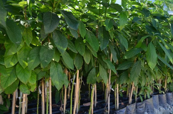 AŞILI TÜPLÜ 2 YAŞ ZUTANO AVOKADO BOY 60-90 CM - Resim 2