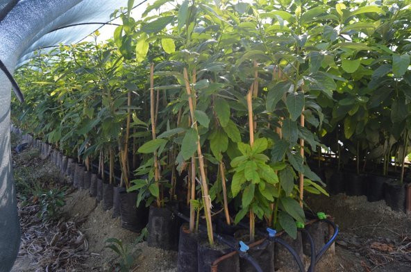 AŞILI TÜPLÜ 2 YAŞ ZUTANO AVOKADO BOY 60-90 CM - Resim 3