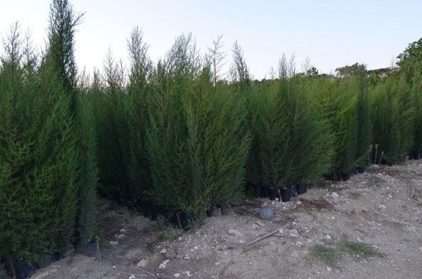 TÜPLÜ KARA SELVİ FİDANI 120-150 CM - 2