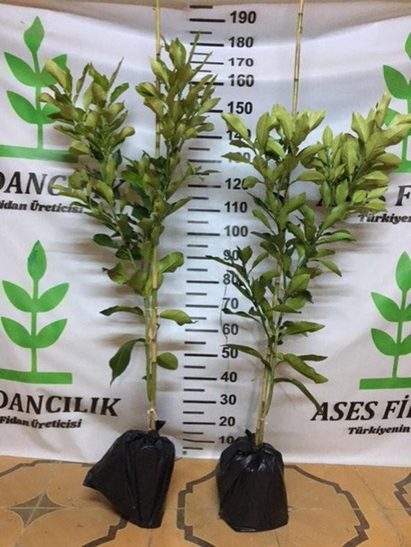 TÜPLÜ AŞILI İÇİ KIRMIZI ŞADOK POMELO (AĞAÇ KAVUNU) YAŞ 2 BOY 90-110 CM - 2