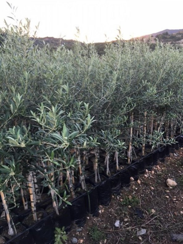 TÜPLÜ ARBEQUİNA BODUR İSPANYOL  ZEYTİN FİDANI 2 YAŞ(MEYVE VERME DURUMUNDA) - 2