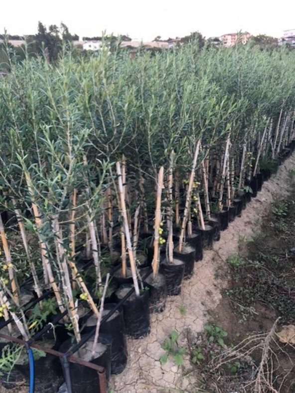 TÜPLÜ ARBEQUİNA BODUR İSPANYOL  ZEYTİN FİDANI 2 YAŞ(MEYVE VERME DURUMUNDA) - 3