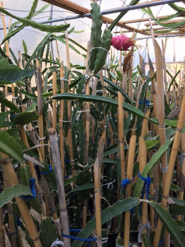 TÜPLÜ 2 YAŞ KIRMIZI PİTAYA EJDER MEYVESİ(Meyve vermeye hazır)110-130CM - 2