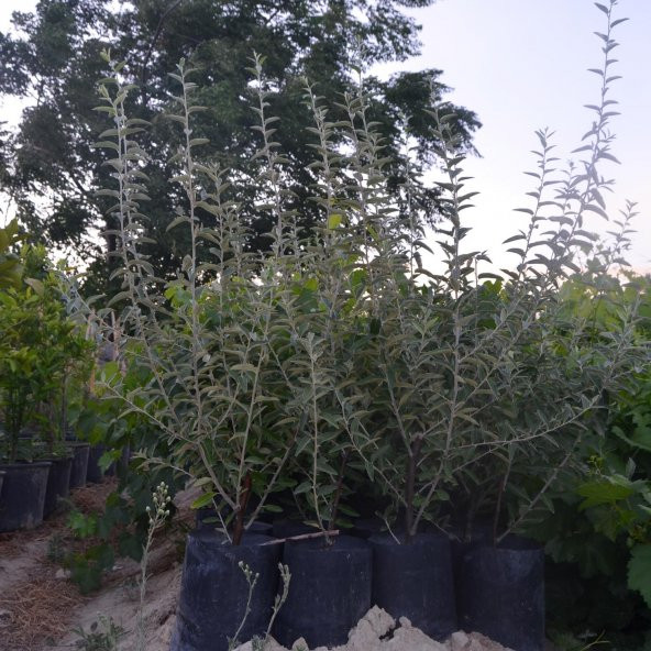 2 YAŞ TÜPLÜ KOKULU İĞDE FİDANI130-150  CM - 2