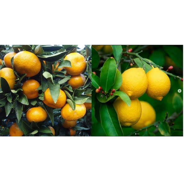 TÜPLÜ AŞILI KOKULU BODRUM MANDALİNASI + YEDİVEREN LİMON FİDANI (2Lİ PAKET) ürün görseli