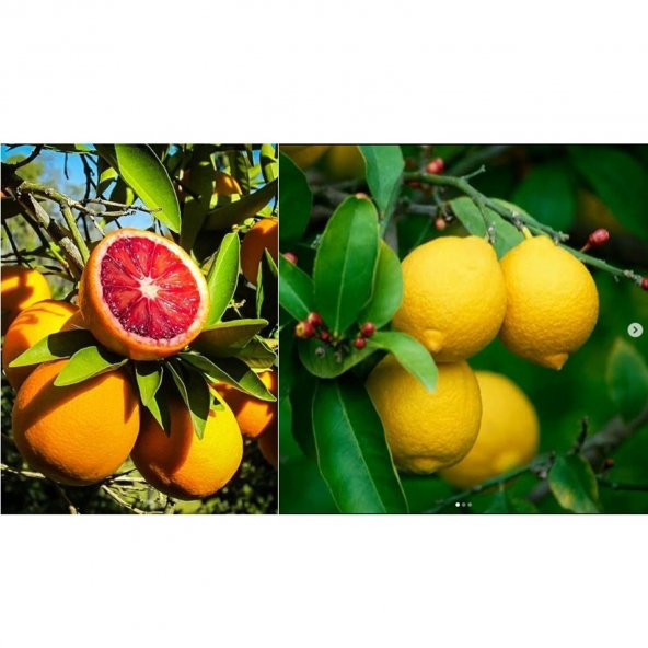 TÜPLÜ AŞILI CARA CARA PORTAKAL + YEDİVEREN LİMON FİDANI 2 YAŞ (2li PAKET)