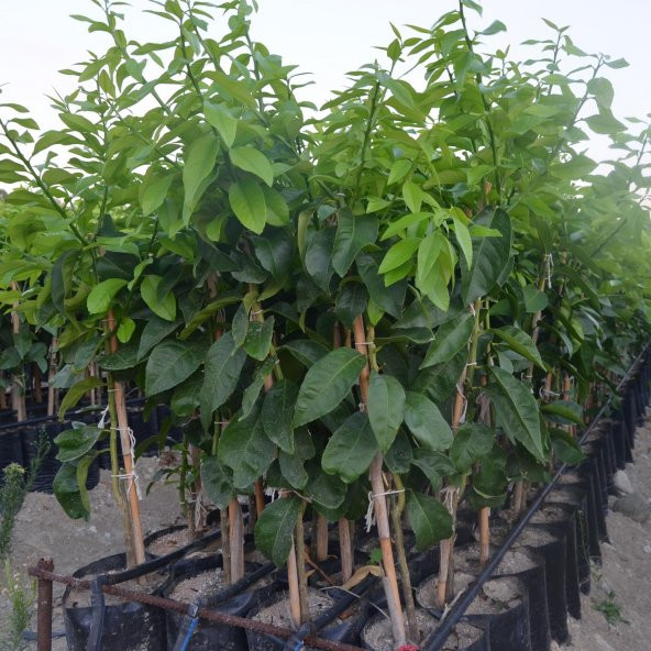 TÜPLÜ AŞILI KIBRIS LİMONU FİDANI - 2