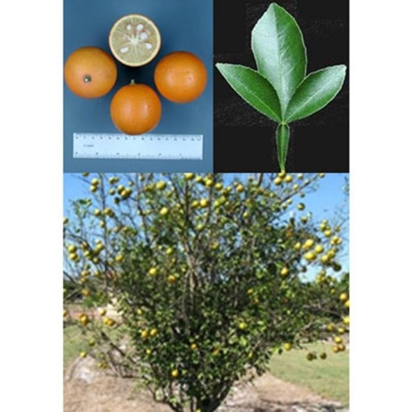 3 YAPRAK CARRİZO TURUNÇ ANACI (SOĞUKLARA DAYANIKLI) ürün görseli